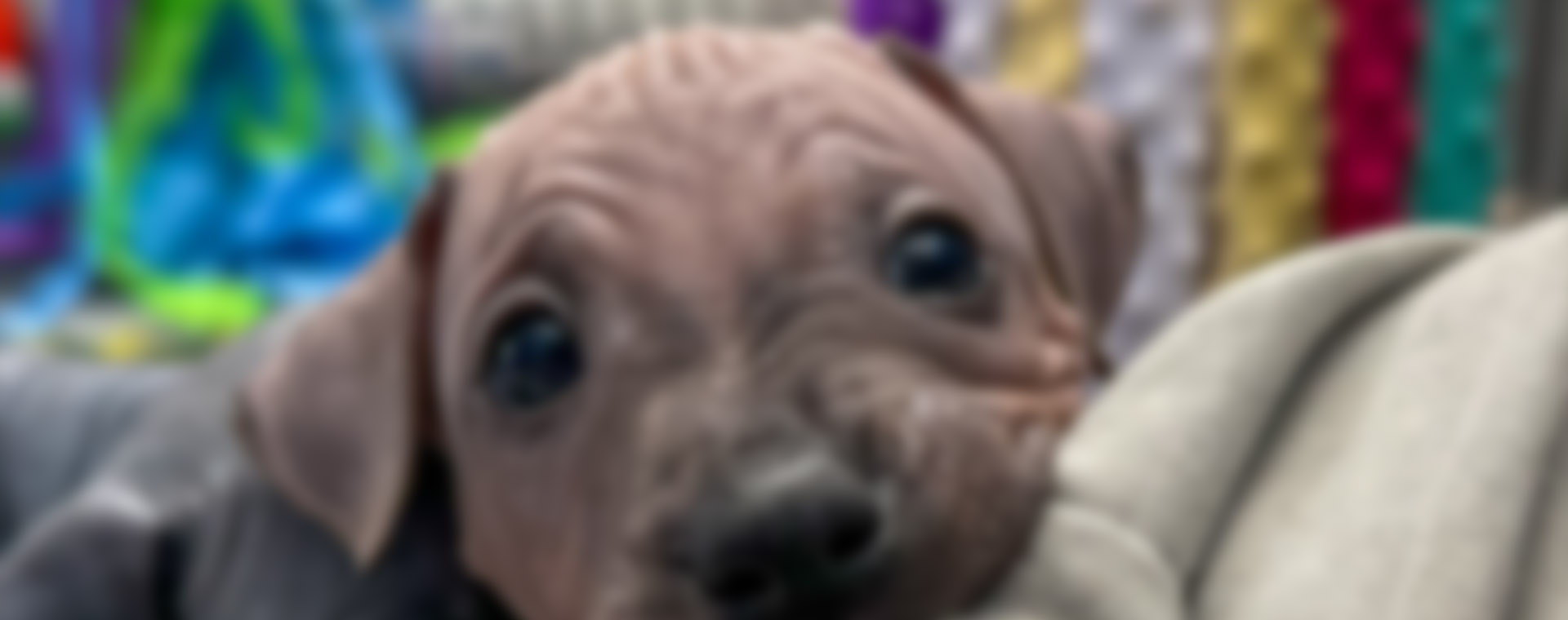 FAQ vom Krokodilebande