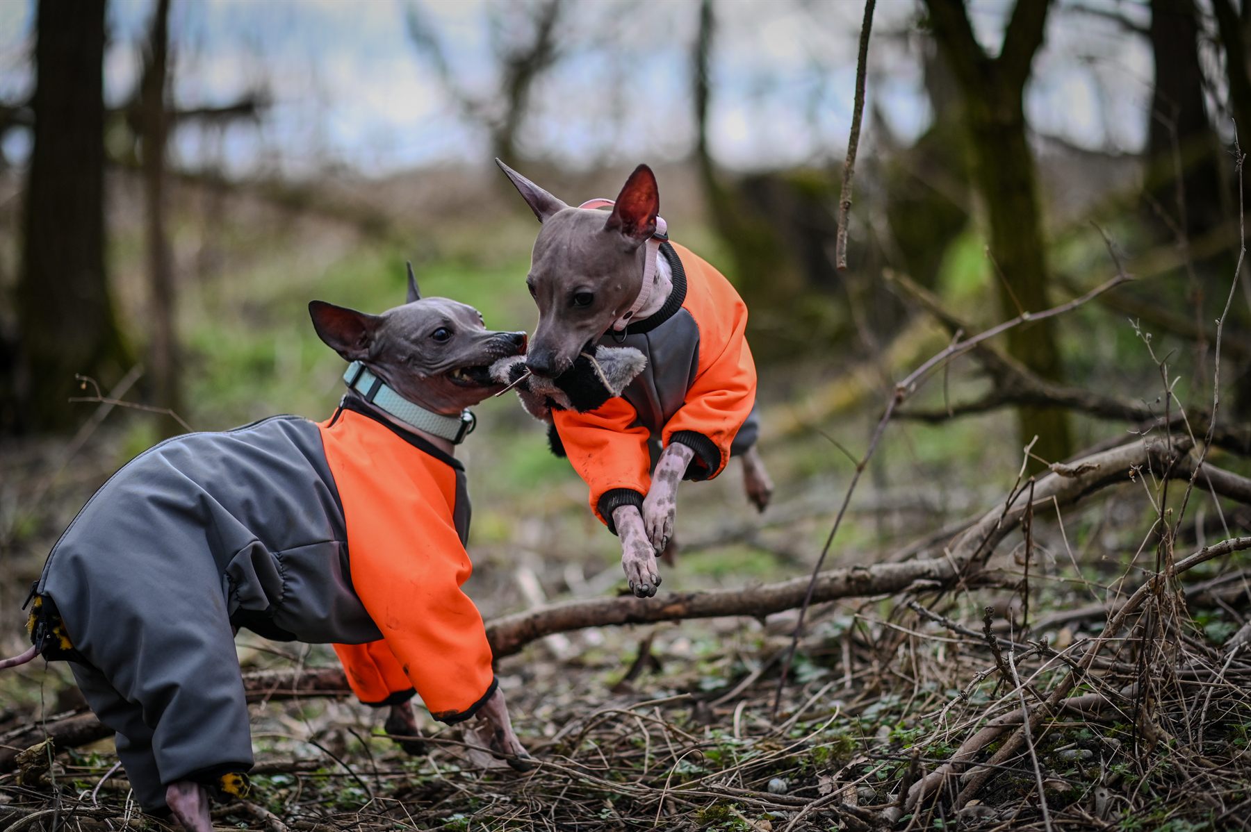 American Hairless Terrier