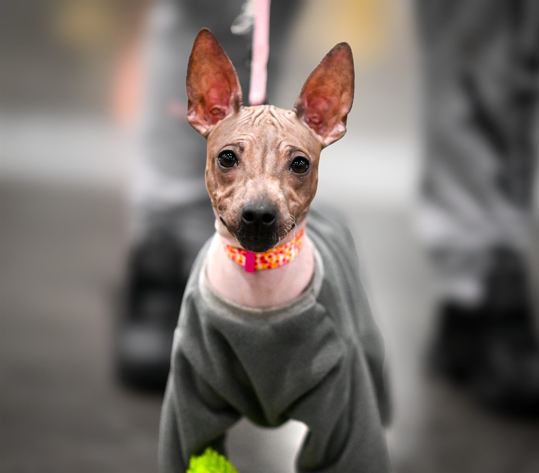 American Hairless Terrier