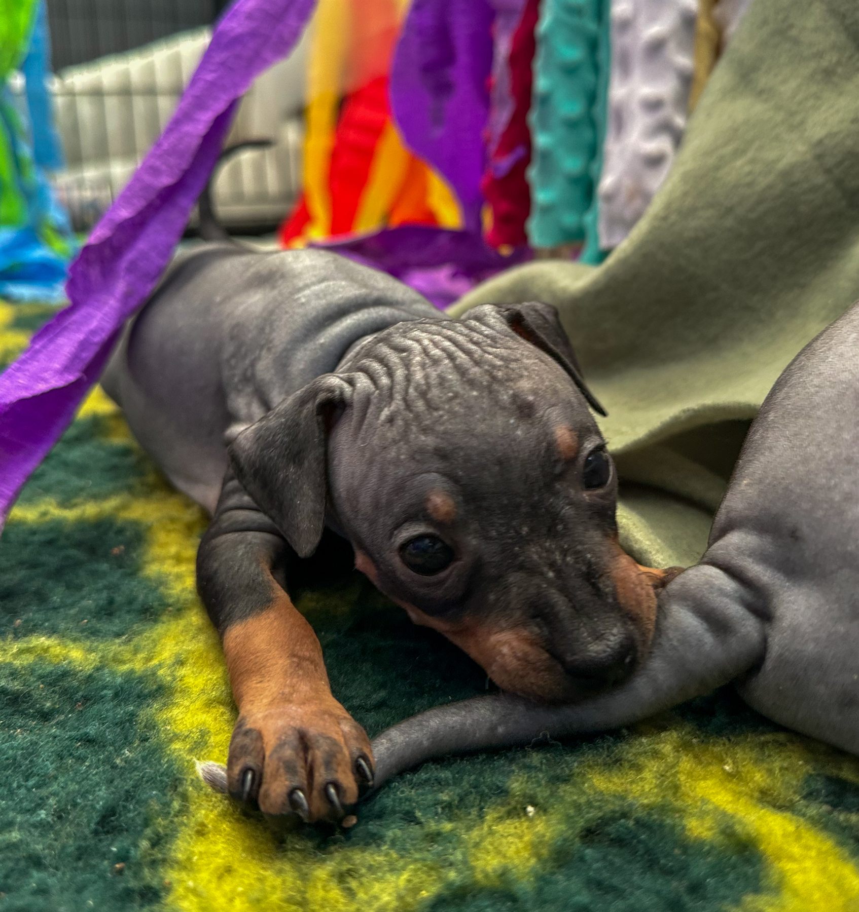 Šteniatko American Hairless Terrier