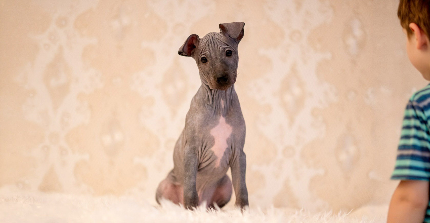American Hairless Terrier vom Krokodilebande