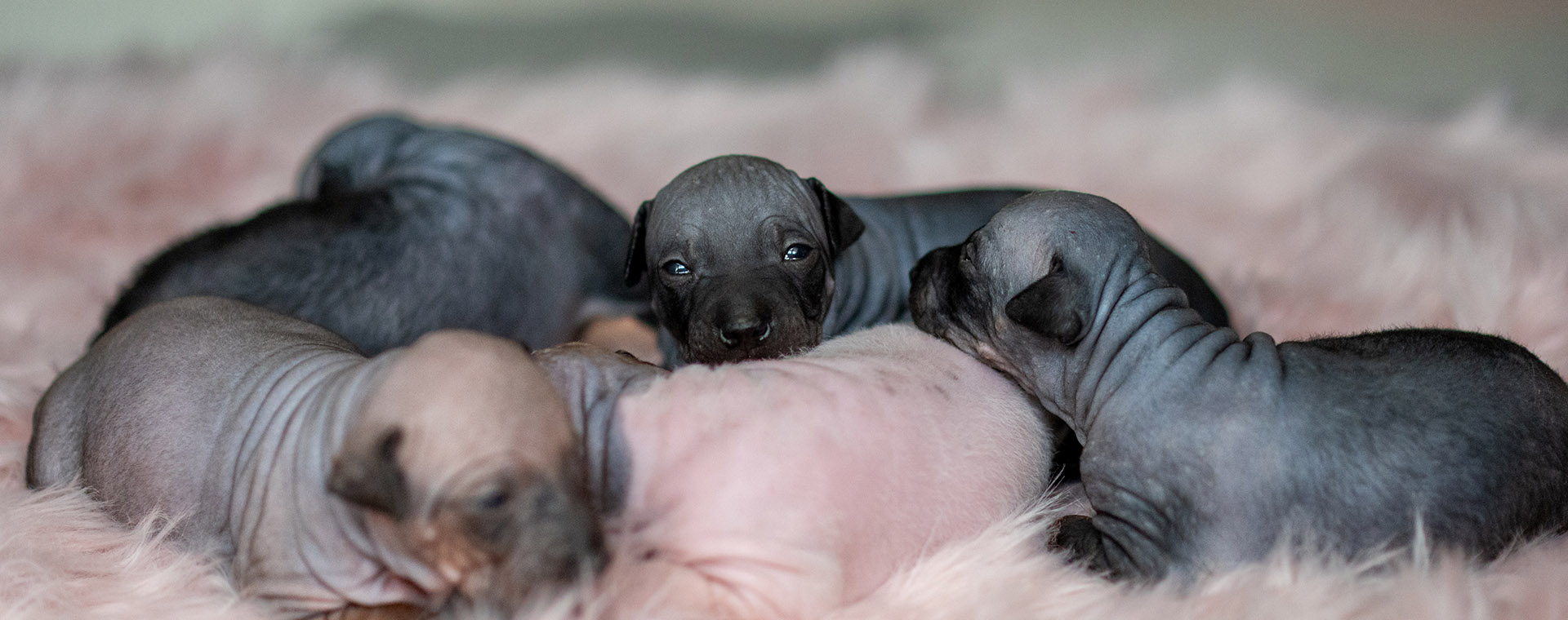 Puppies vom Krokodilebande