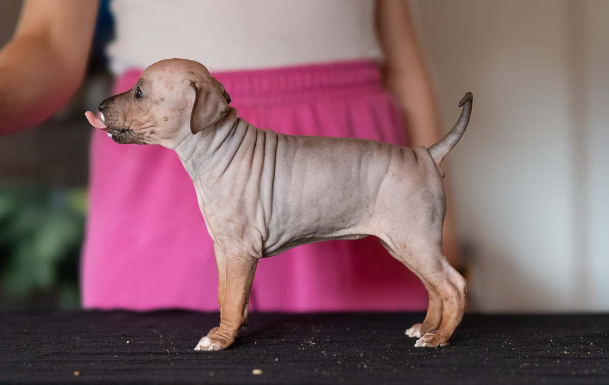 Šteniatko amerického bezsrstého teriéra domov